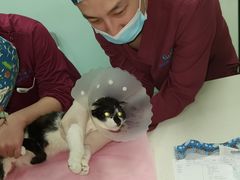 -北京观赏动物医院·24小时大型综合·猫专科·异宠专科