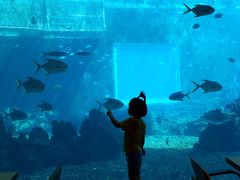 -海棠湾洲际-涛·海底餐厅·美人鱼·自助餐·海底隧道