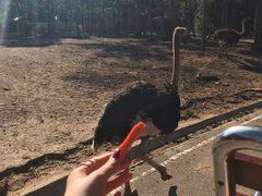 -清迈夜间动物园