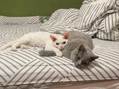 -猫大福·Fortune Cat猫舍(百子湾店)