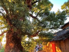 -杨家堂村