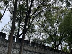 -桂湖森林公园