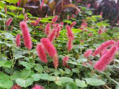 -深圳国际园林花卉博览园