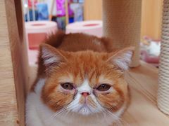-猪盟咖啡店(玖洲道店)