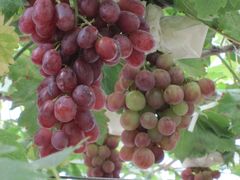 -马陆小张葡萄园农家乐