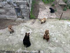 -哈尔滨北方森林动物园