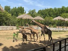 -北京野生动物园