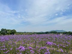 -西京湾花海