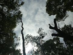 -武汉大学-樱园