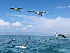 -青海湖国家重点风景名胜区