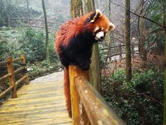 -都江堰中华大熊猫苑
