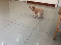 -瑞派康怡24h宠物医院·犬猫医疗中心·微创绝育(瑞景分院)