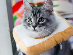 -lincat·猫舍(广州店)