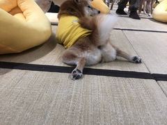 -逗柴咖啡屋·狗咖猫咖宠物桌游