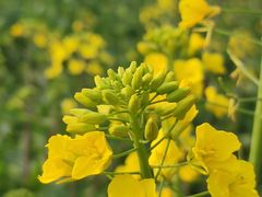 -中国天府农业博览园