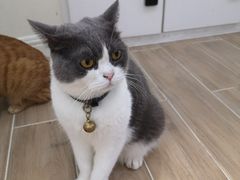 -李小姐の猫咖啡馆(五角场店)
