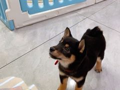 -柴犬小屋·柴餐厅·狗咖食堂(金鼎广场店)