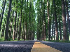 -黄海国家森林公园