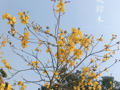 -天适樱花悠乐园