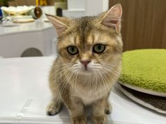 -COLOR PETS 撸猫馆·购猫·猫咖(长风大悦城店)