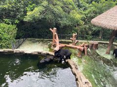 -深圳野生动物园