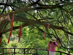 -青峰峡国家森林公园