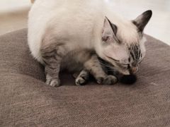 -猫和宫(六道口店)