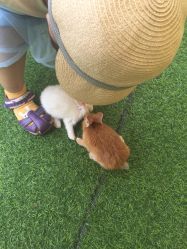 -萌宠亲子动物乐园(槐房万达店)