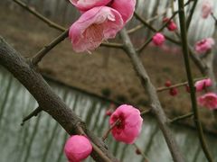 -合肥滨湖国家森林公园