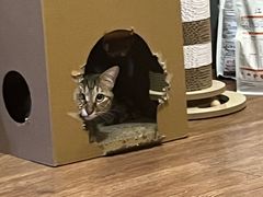 -天宠宠物医院24小时·急重症诊疗中心·全科·腔镜特色(和平分院)