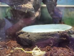 -上海大自然野生昆虫馆(东方明珠·爬宠昆虫探索中心)