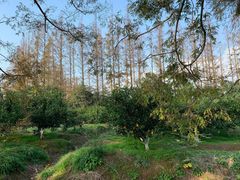 -上海长兴岛郊野公园