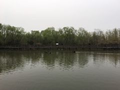 -溱湖国家湿地公园