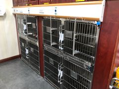 -宠爱国际动物医院· 猫科· 外科·中兽医(长白店)