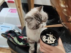 -猫色咖啡·猫咖