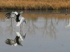 -盐城丹顶鹤湿地生态旅游区