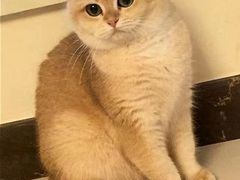 -东方名猫馆·英短金渐层布偶猫舍(环线广场1号楼店)