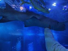 -太平洋海底世界