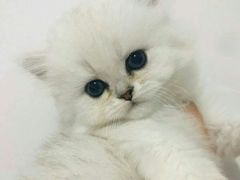 -东方名猫馆·英短金渐层布偶猫舍(环线广场1号楼店)