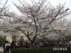 -武汉大学-樱园