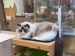 -藏猫猫咖啡主题馆(中央大道店)