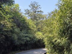 -中国大熊猫保护研究中心雅安碧峰峡基地