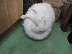 -藦茜花园宠物主题亲子互动体验馆(国顺东路店)