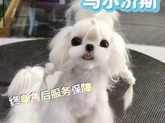 -萌宠之家·腊肠犬·马尔泰·小体犬舍