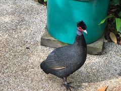 -新加坡飞禽公园