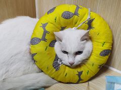 -美联众合动物医院·24h京西诊疗中心