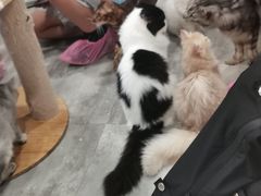 -楼上猫咖(罗湖店)
