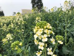 -中国天府农业博览园