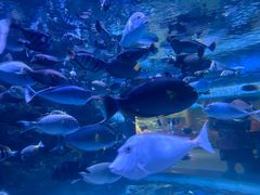-海合安成都极地海洋公园