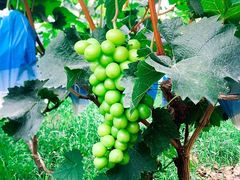 -马陆小张葡萄园农家乐